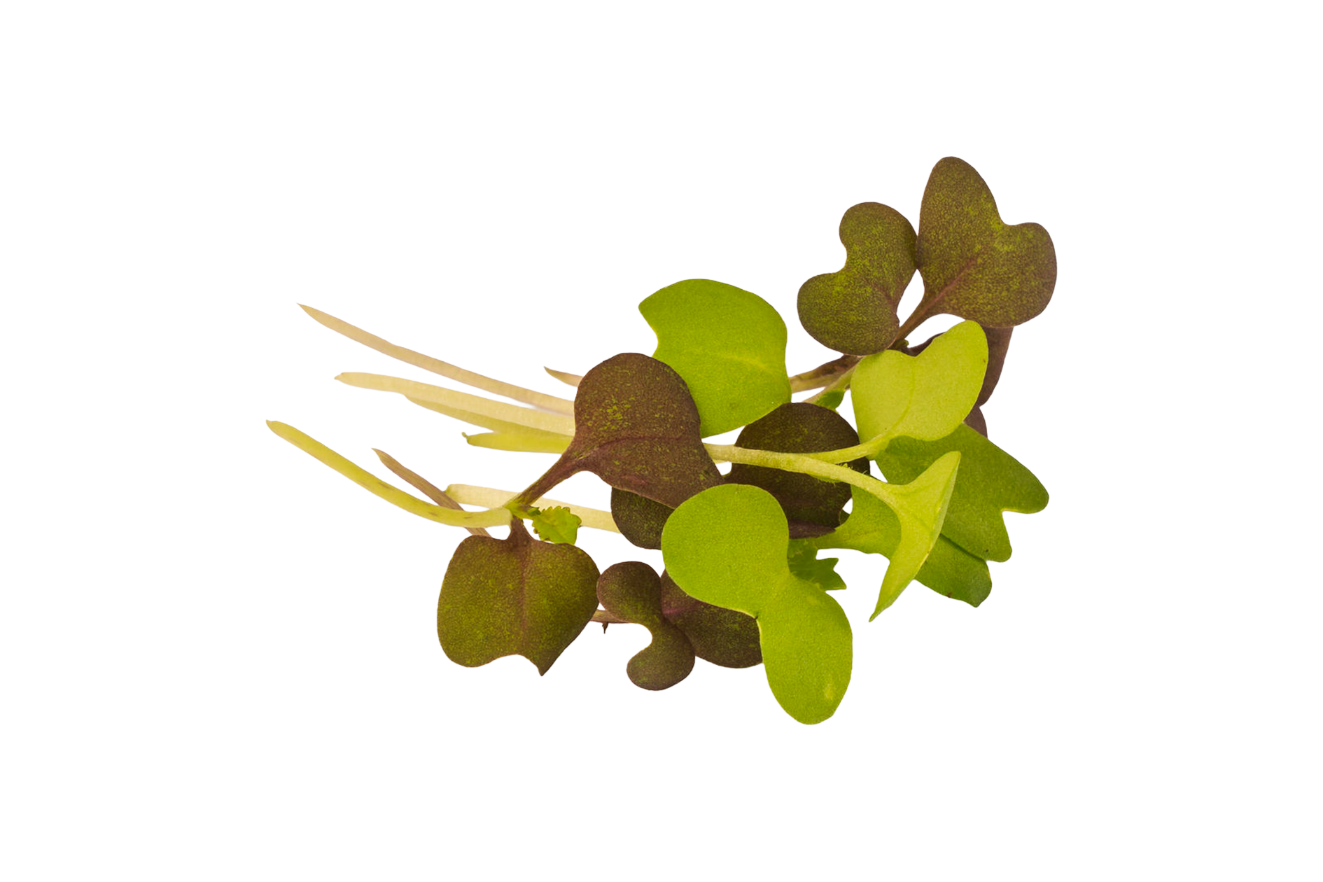 Product Microgreens Spicy Mix Loose