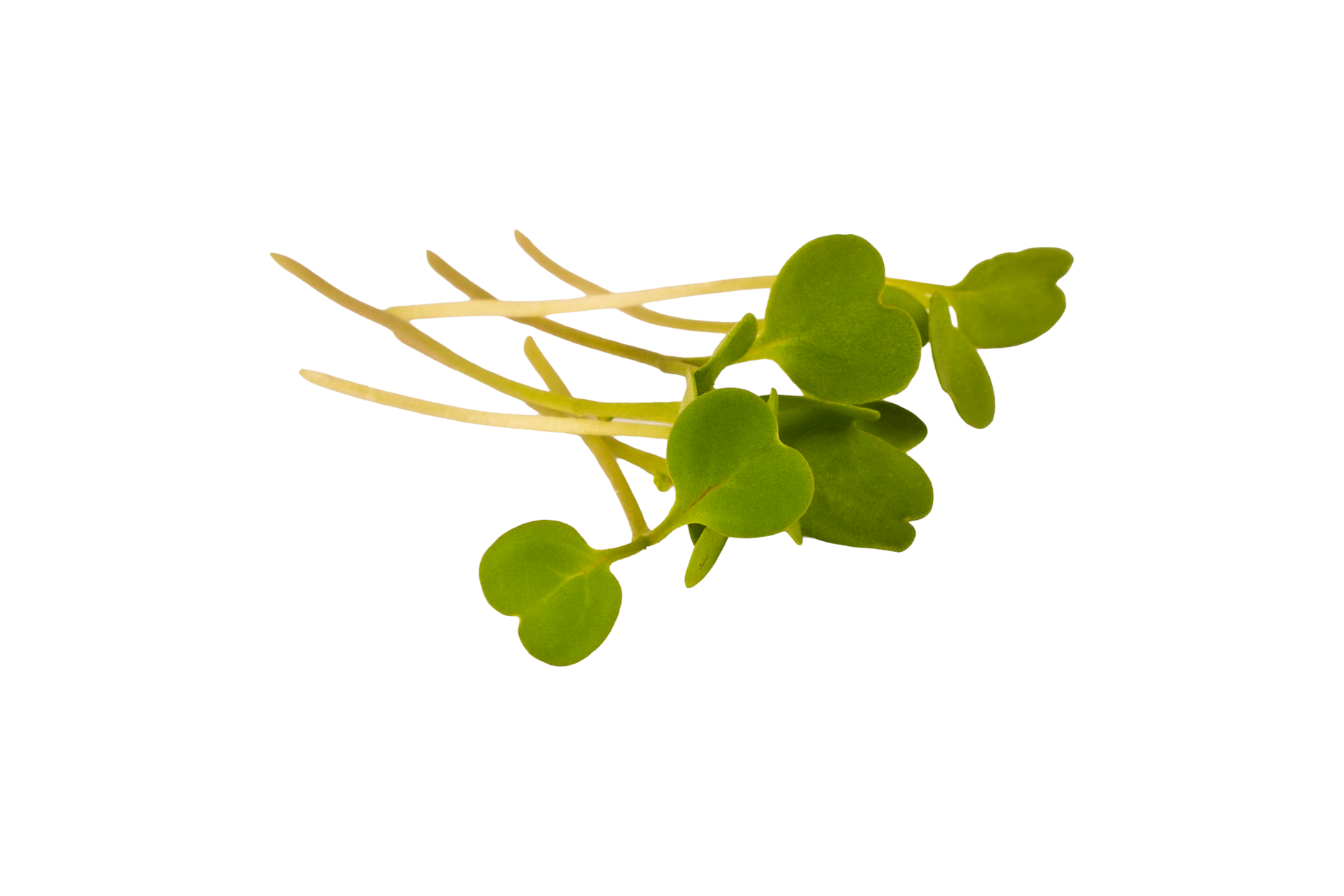Product Microgreens Micro Arugula Loose