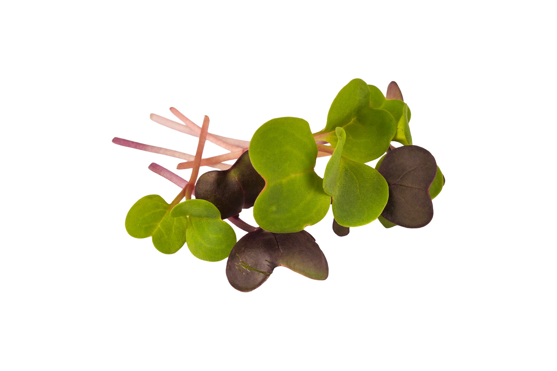 Product Microgreens Rainbow Mix Loose