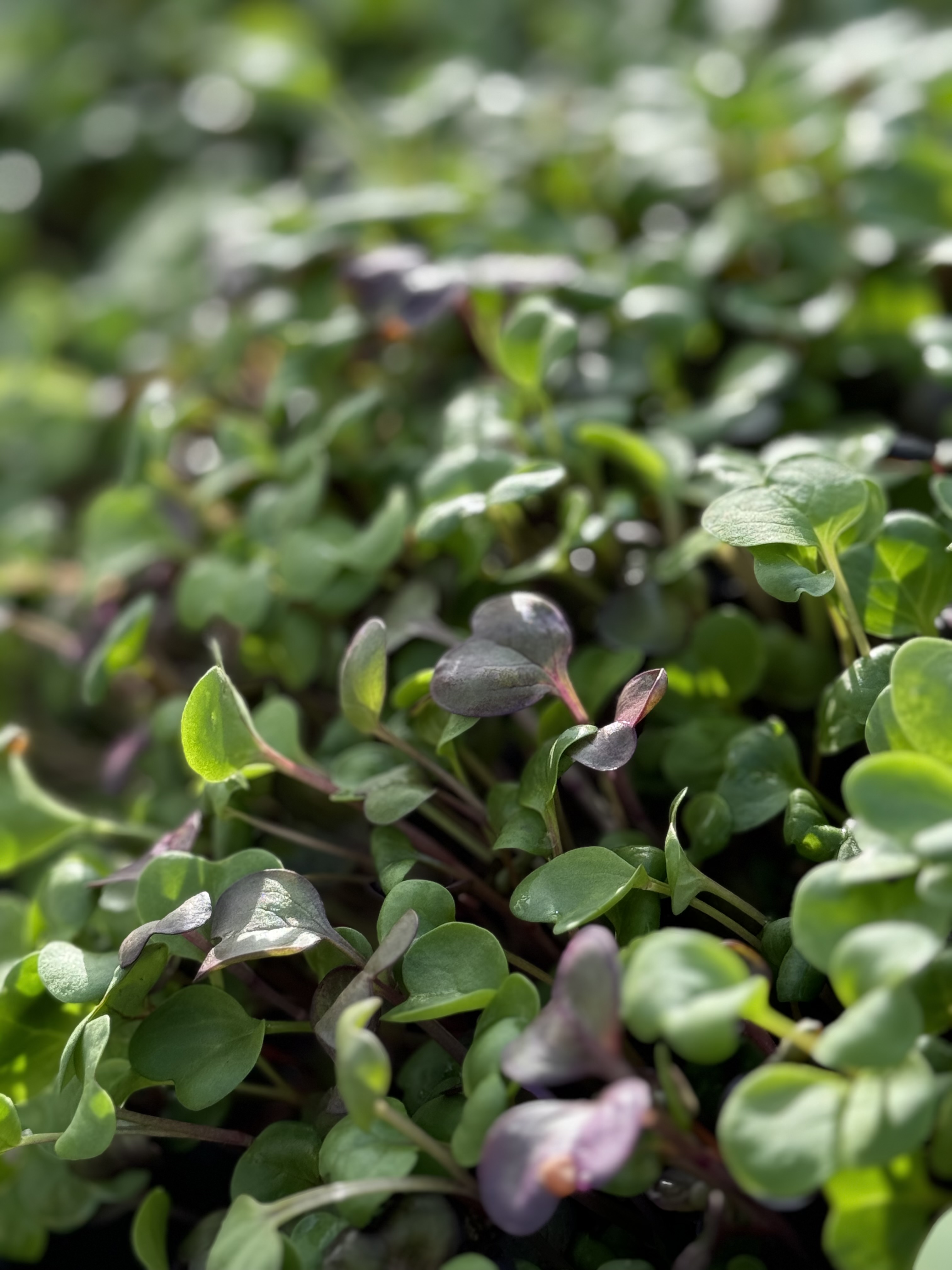 Rainbow Mix Microgreens Growing Sunny