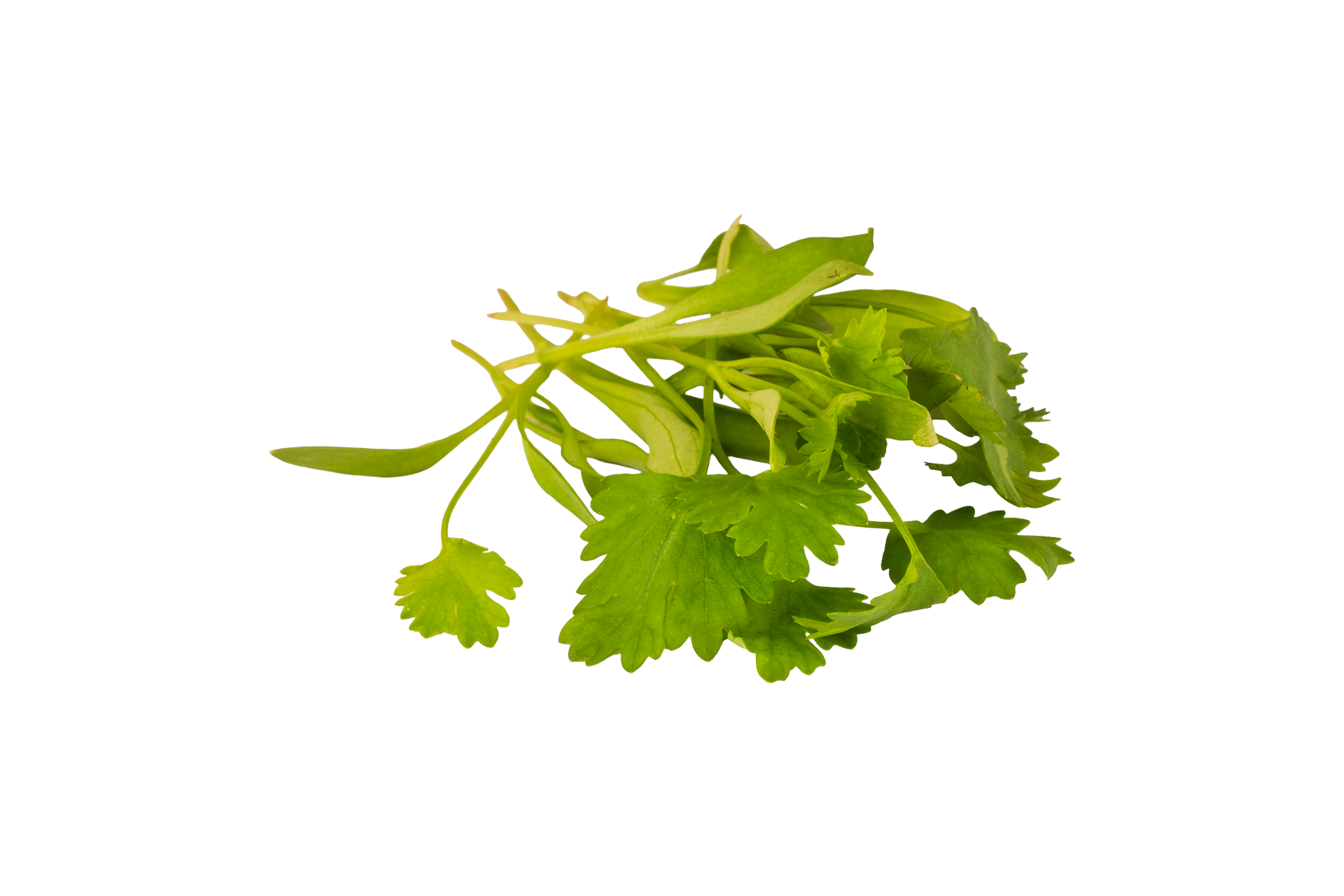 Product Microgreens Micro Cilantro Loose