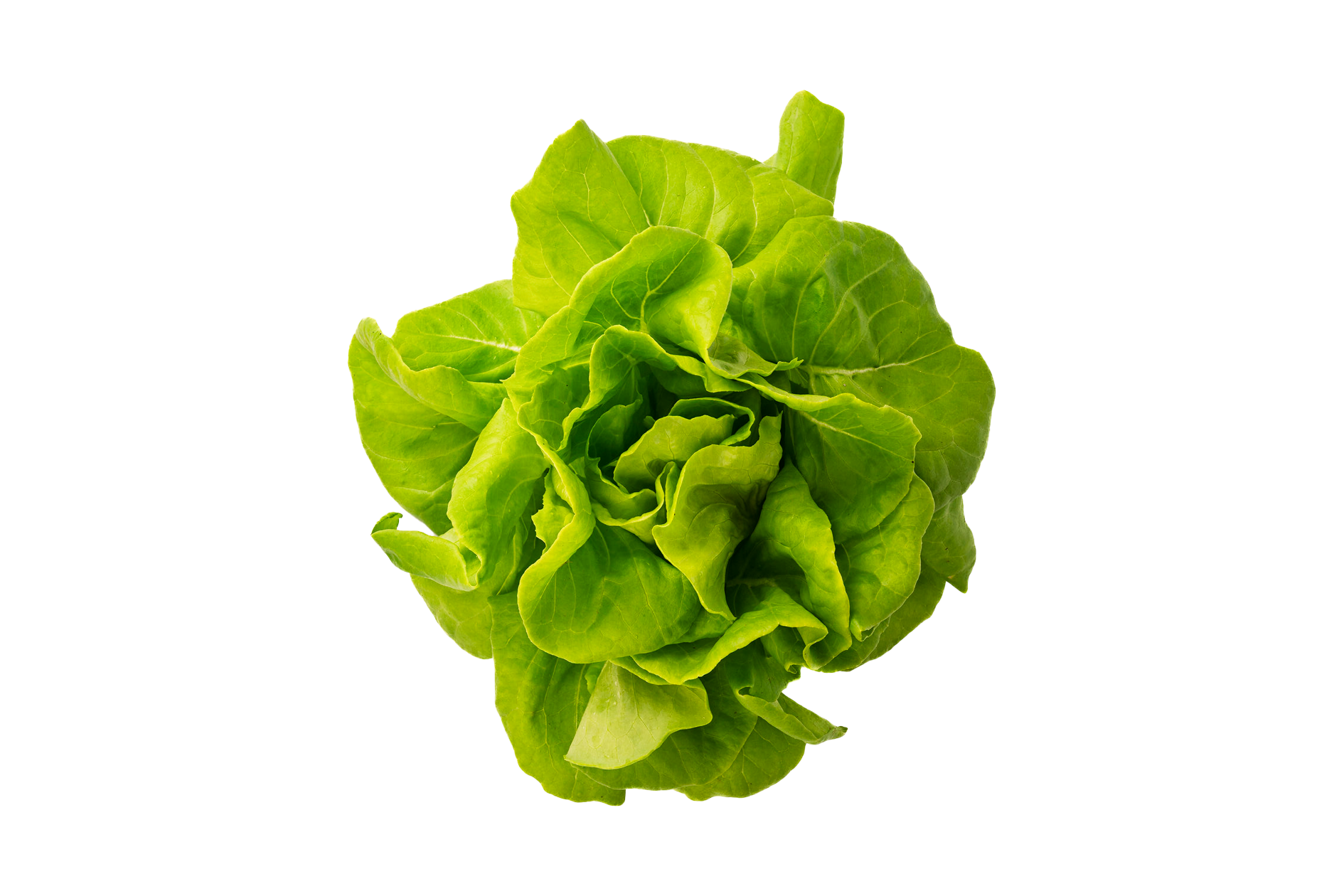 Product Butterhead Loose
