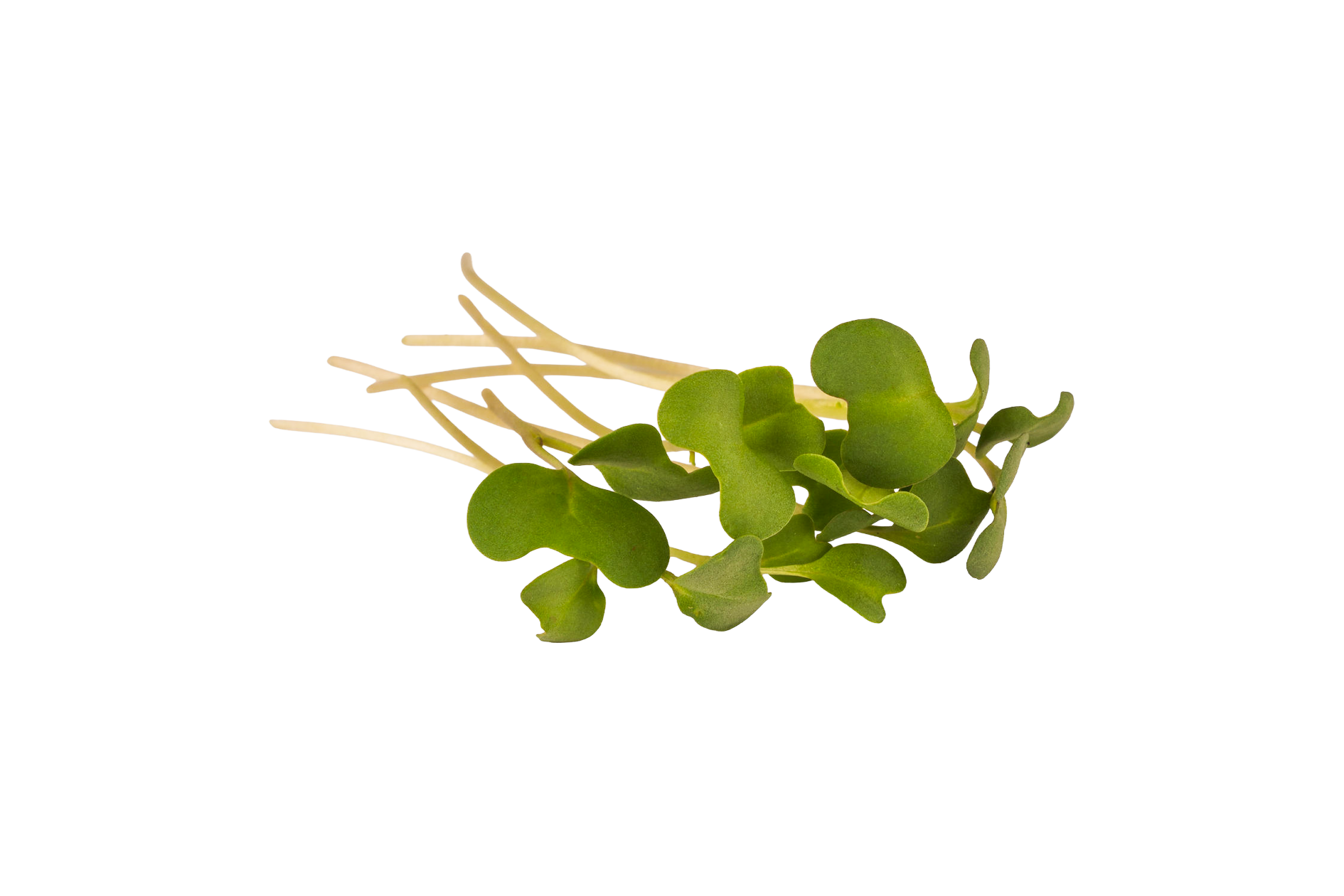 Product Microgreens Micro Broccoli Loose