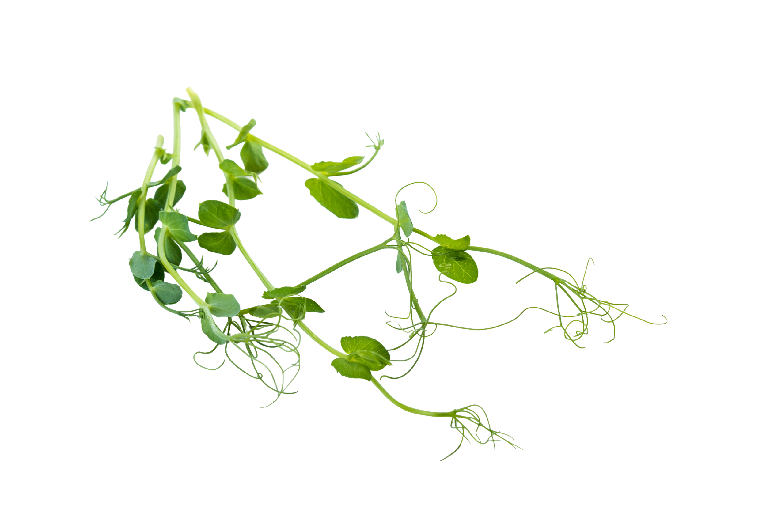 Pea Tendrils Loose Transparent 2